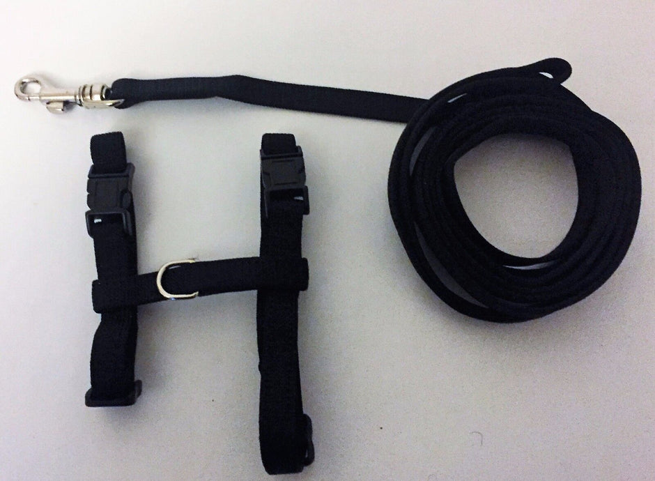 Black nylon small animal harness laid flat alongside its coiled 183cm lead, showing adjustable buckles and metal clip