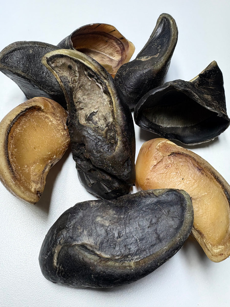 Close-up of several whole Australian cow hooves scattered on a white surface, showing dark outer shell and tan inner surface