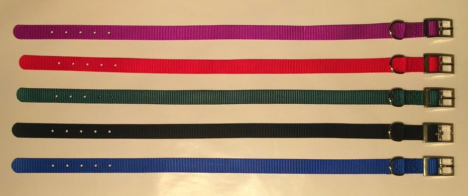 Five GoPetPlace nylon dog collars laid flat in a row, showing all available colours: purple, red, green, black and blue, each with a metal buckle and D-ring.