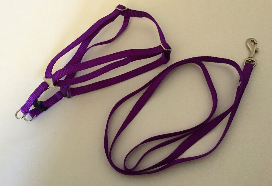 Purple adjustable dog harness and 122 cm lead laid flat, showing the full set together with metal clip